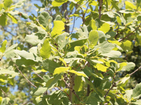 Quercus glaucoides