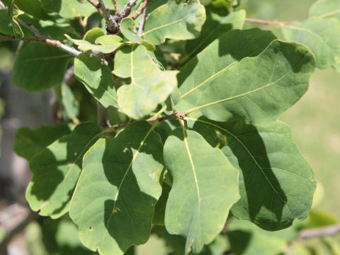 Quercus glaucoides