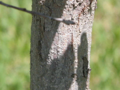 Quercus glaucoides