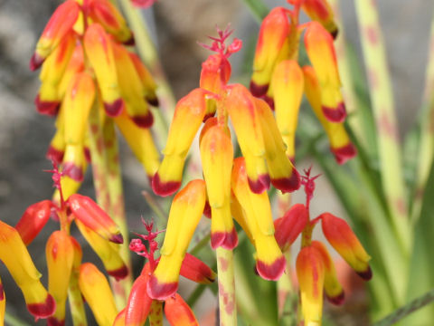 Lachenalia aloides var. quadricolor