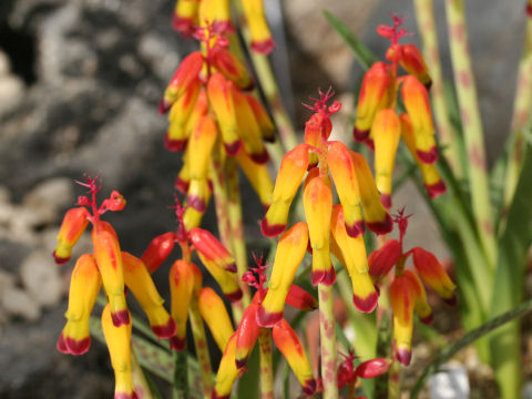 Lachenalia aloides var. quadricolor