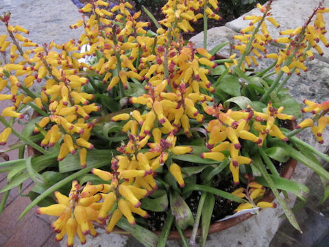 Lachenalia aloides var. quadricolor