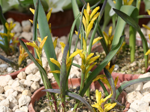 Lachenalia reflexa