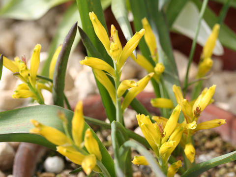 Lachenalia reflexa