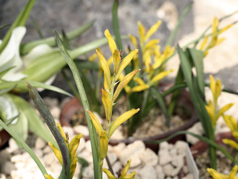 Lachenalia reflexa