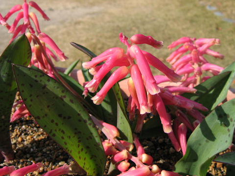 Lachenalia rubida