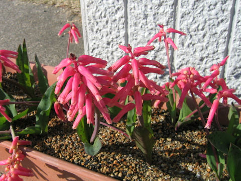 Lachenalia rubida