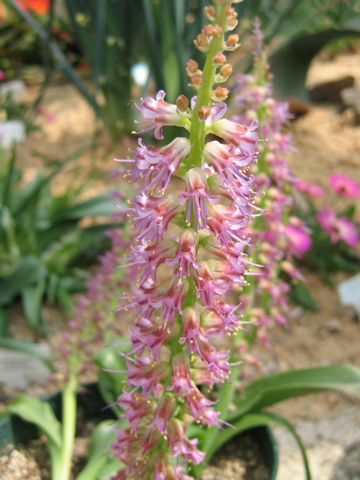 Lachenalia splendida