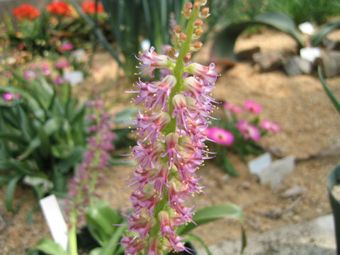 Lachenalia splendida