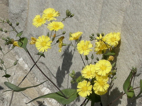 Lactuca sp.