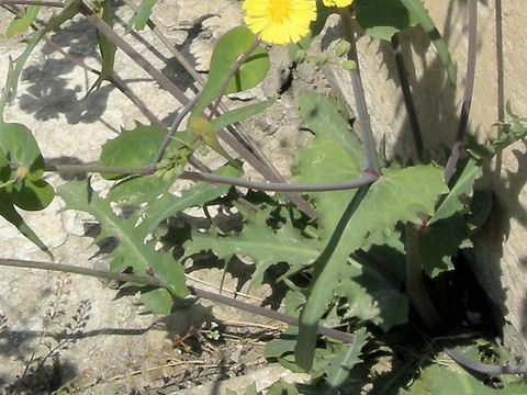 Lactuca sp.