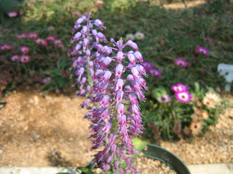 Lachenalia unicolor