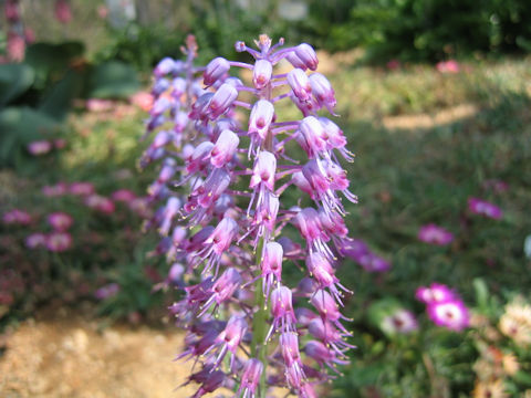 Lachenalia unicolor