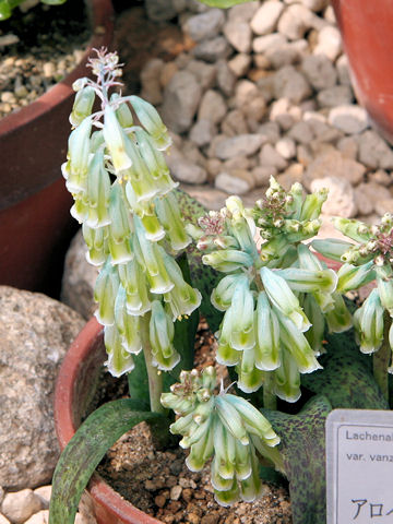 Lachenalia aloides var. vanzyliae