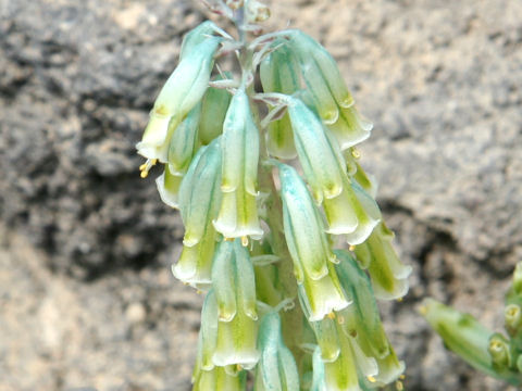 Lachenalia aloides var. vanzyliae