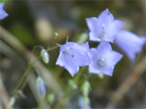 Adenophora lilifolia