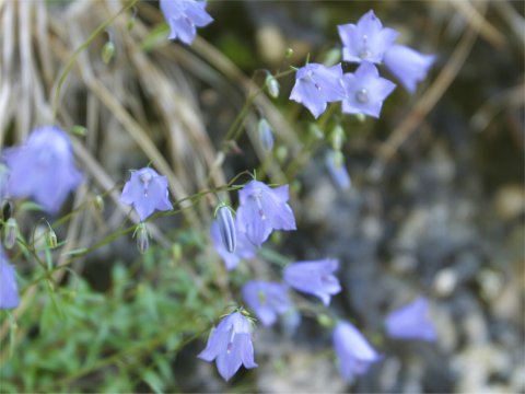 Adenophora lilifolia