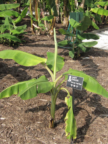 Musa acuminata cv. Lady Finger