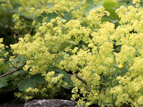 Alchemilla vulgaris