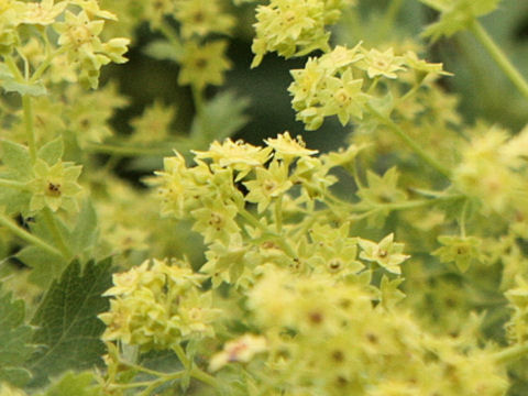 Alchemilla vulgaris