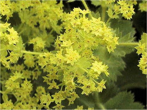 Alchemilla vulgaris