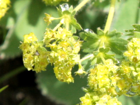 Alchemilla vulgaris