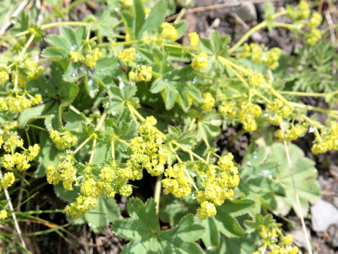 Alchemilla vulgaris