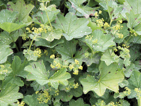 Alchemilla vulgaris