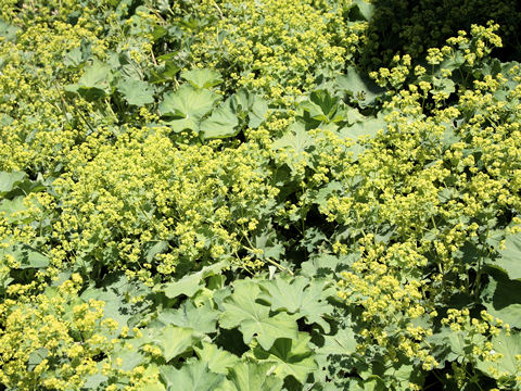 Alchemilla vulgaris