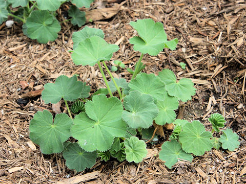 Alchemilla vulgaris