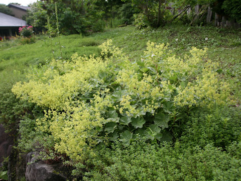 Alchemilla vulgaris