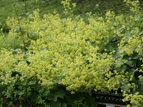 Alchemilla vulgaris