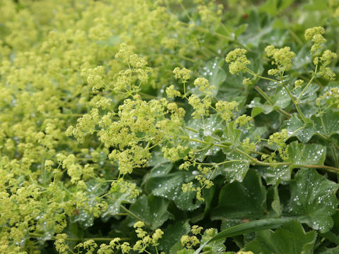 Alchemilla vulgaris