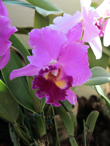 Laeliocattleya cv.