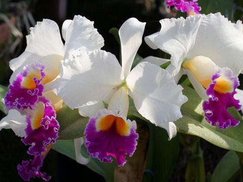 Laeliocattleya cv. Chinita Model