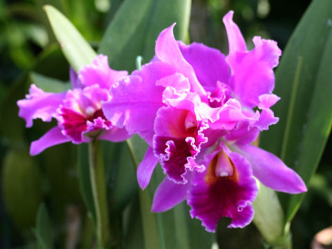 Laeliocattleya cv. Barkley