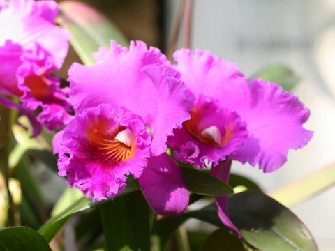 Laeliocattleya cv. Drum Moss