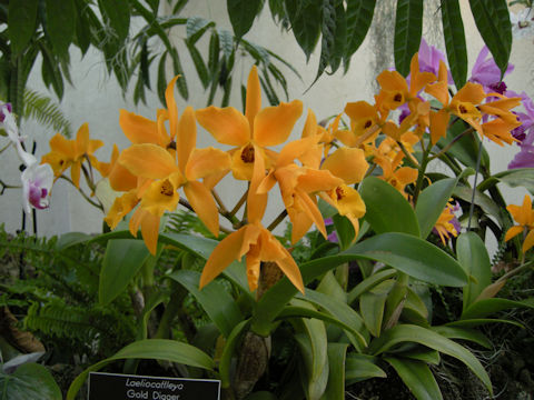 Laeliocattleya cv. Buttercup