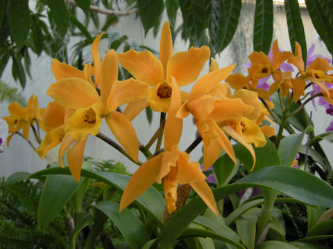 Laeliocattleya cv. Buttercup