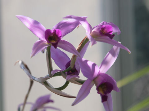 Laelia cv.