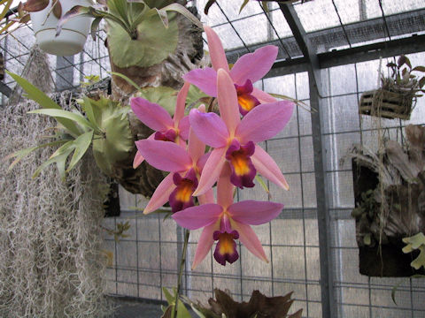 Laelia cv. Rose Dust