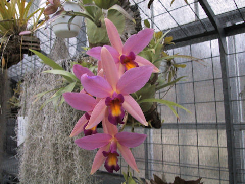 Laelia cv. Rose Dust