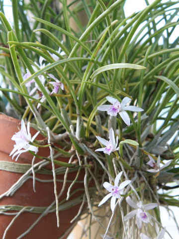 Laelia lundii