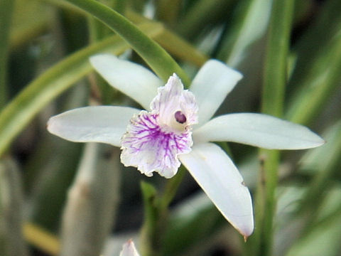 Laelia lundii