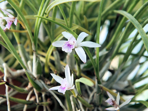 Laelia lundii