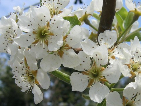 Pyrus communis var. sativa