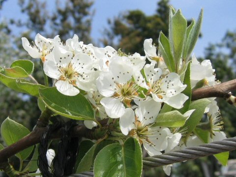 Pyrus communis var. sativa