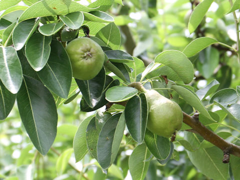 Pyrus communis var. sativa