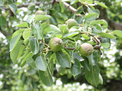 Pyrus communis var. sativa