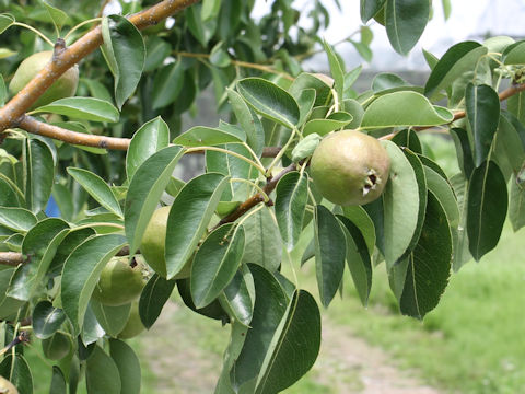 Pyrus communis var. sativa